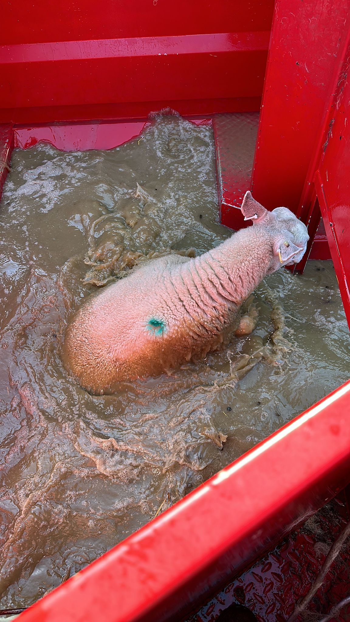 A sheep mid-dip in a Cooper's dip bath, fleece soaked through.