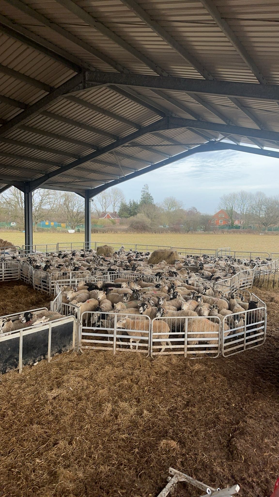 Sheep sorted into separate handling pens at the farm.